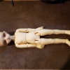 Arrival-Bambicrony-Cookie-Body-11